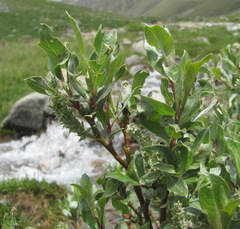 Salix pantosericea