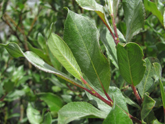 Salix pantosericea