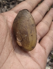 Lamellidens