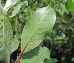 Salix pantosericea