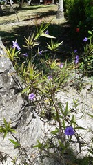 Ruellia simplex image