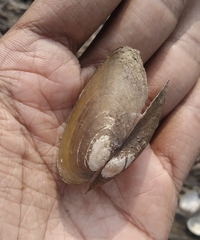 Lamellidens