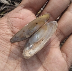 Lamellidens