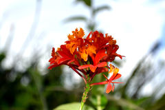 Epidendrum fulgens