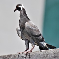 Columba livia domestica