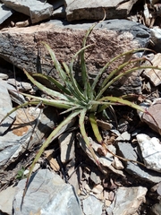 Hechtia podantha