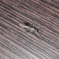 Naupactus versatilis