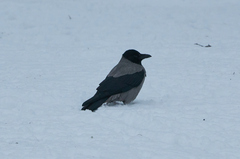 Corvus cornix