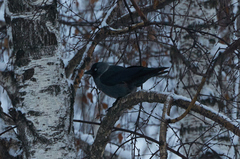 Corvus monedula