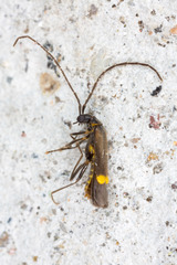 Malthodes marginatus
