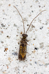 Malthodes marginatus