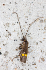 Malthodes marginatus