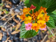 Lantana camara image