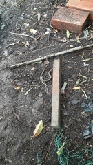 Leptodeira ashmeadii