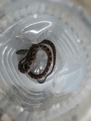 Leptodeira ashmeadii