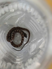 Leptodeira ashmeadii