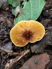 Phylloporia spathulata