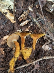 Phylloporia spathulata