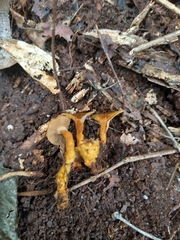 Phylloporia spathulata