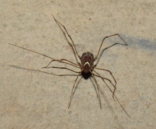 daddy longlegs