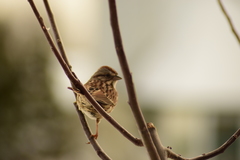 Melospiza melodia