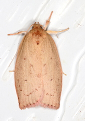 Prionocris