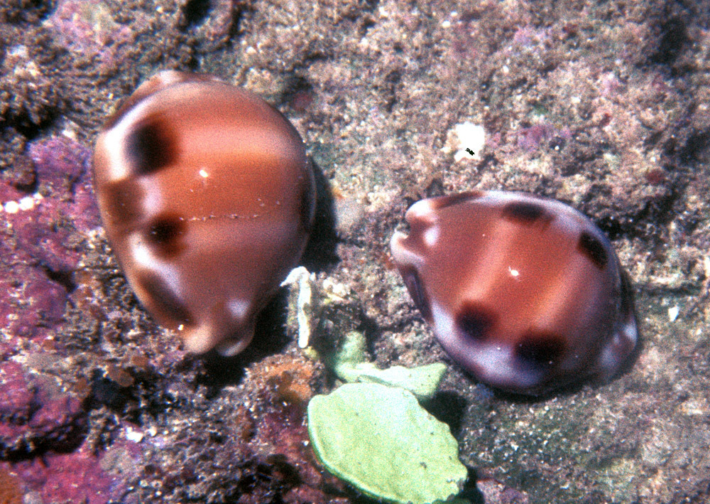 Checkerboard Cowrie