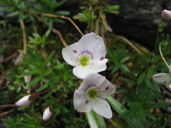 Veronica linifolia