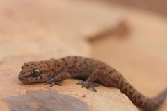 Pachydactylus capensis