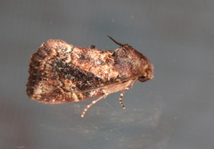 Elusa