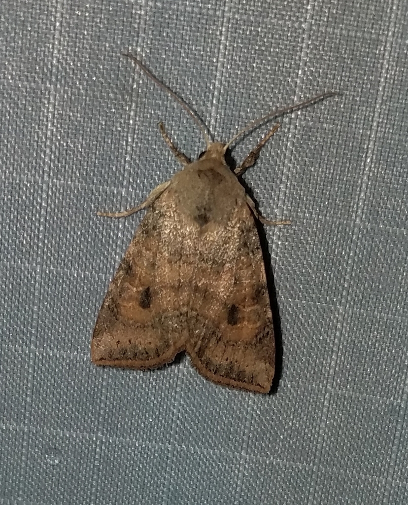 Poplar Catkin Sallow