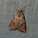 Puta Sallow - Photo (c) Ray Simpson, some rights reserved (CC BY-NC), uploaded by Ray Simpson