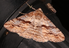 Gastrinodes bitaeniaria