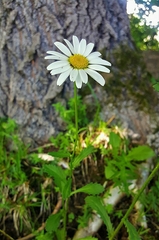 Leucanthemum vulgare