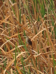 Bradypterus baboecala