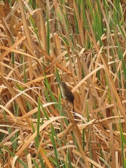 Bradypterus baboecala