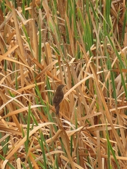 Bradypterus baboecala