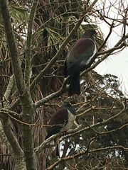 Hemiphaga novaeseelandiae