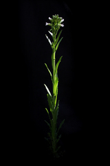 Borodinia missouriensis