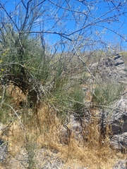 Ephedra chilensis