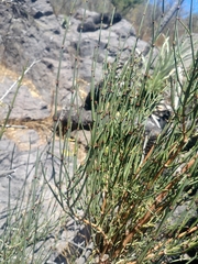 Ephedra chilensis