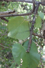 Aristolochia tomentosa
