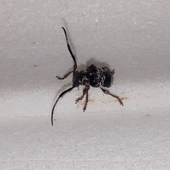 Tessarecphora arachnoides