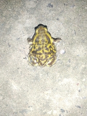 Uperodon systoma