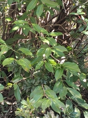 Syzygium cumini image