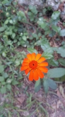 Comaclinium montanum