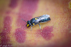 Hylaeus violaceus