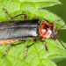 Rustic Sailor Beetle - Photo (c) Drepanostoma, some rights reserved (CC BY-NC), uploaded by Drepanostoma