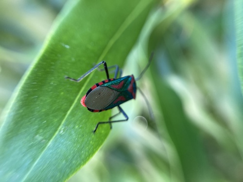 Sphictyrtus whitei