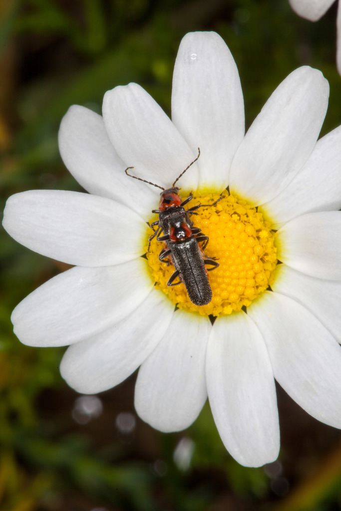 Cantharis praecox